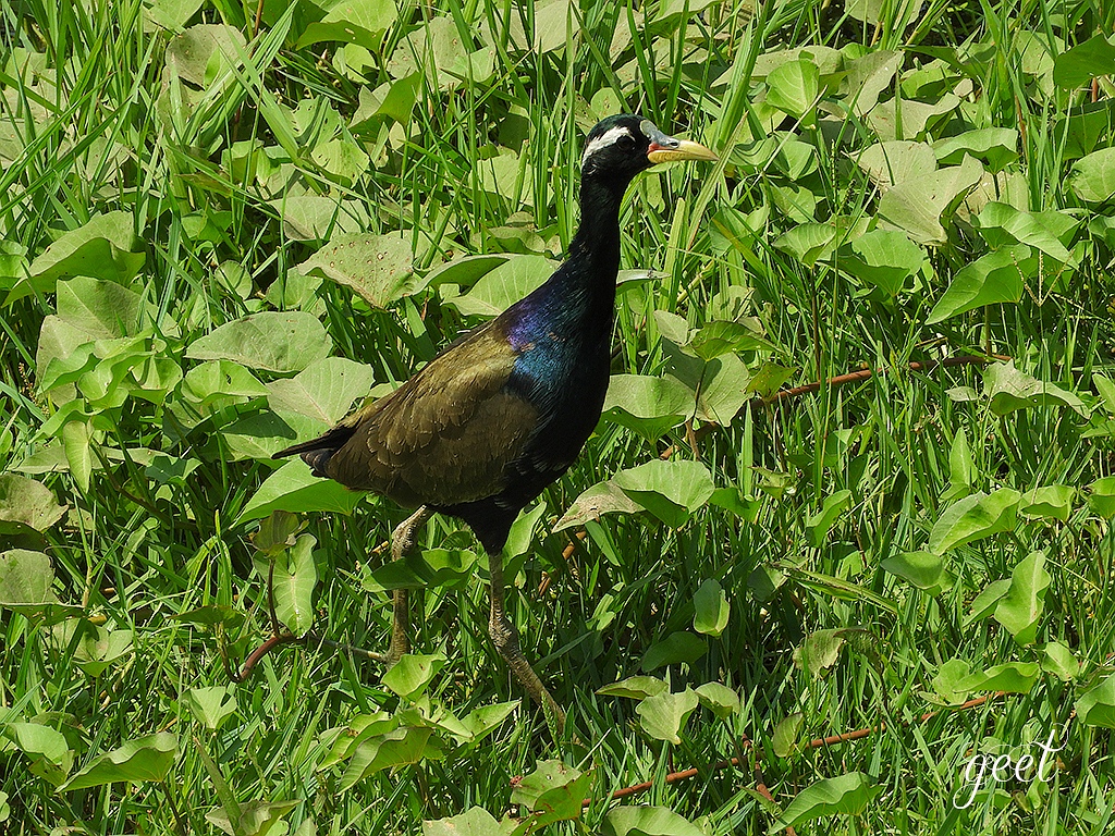 Bronze-winged Jacana